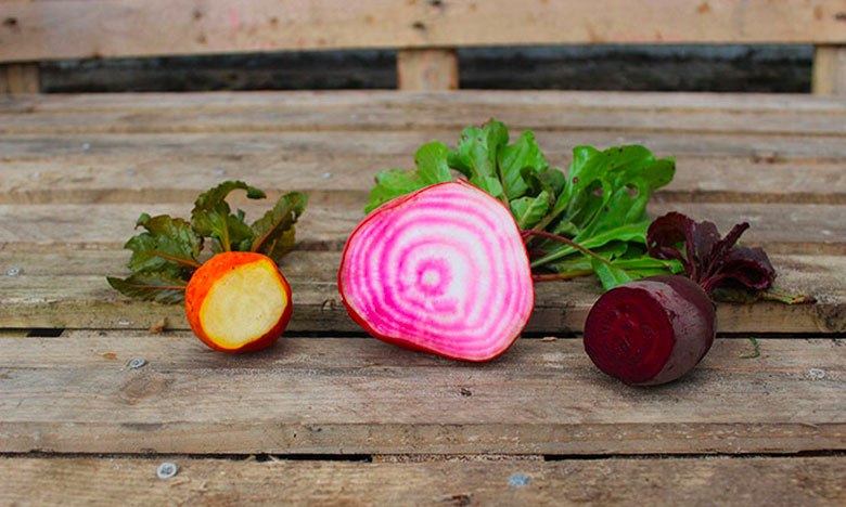 Les variétés de la betterave. Betterave rouge, betterave jaune Burpee Golden et betterave Chioggia